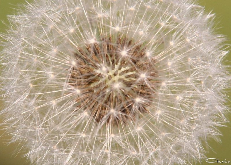 20051002_pusteblume_4