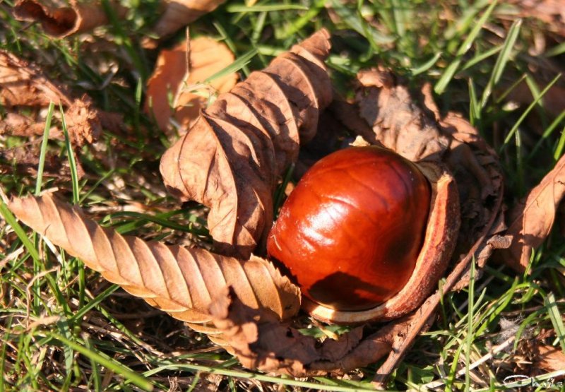 20051013_es_wird_herbstlich_im_park_029