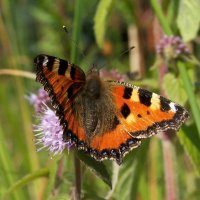 20050831_botanischer_garten_schmetterlinge_026