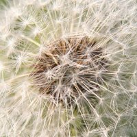20051002_pusteblume_1