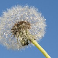 20051002_pusteblume_2