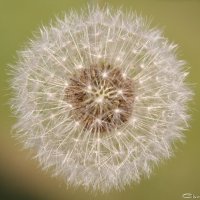 20051002_pusteblume_3