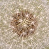 20051002_pusteblume_4