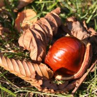 20051013_es_wird_herbstlich_im_park_029