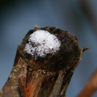 20051127_es_ist_kalt_im_park_021