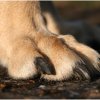 20060114_mit_balou_im_park_032_kopie