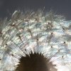 20060605_pfingstmontag_006a