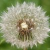 20060605_pfingstmontag_066